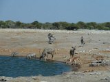 waterhole etosha 04 FP